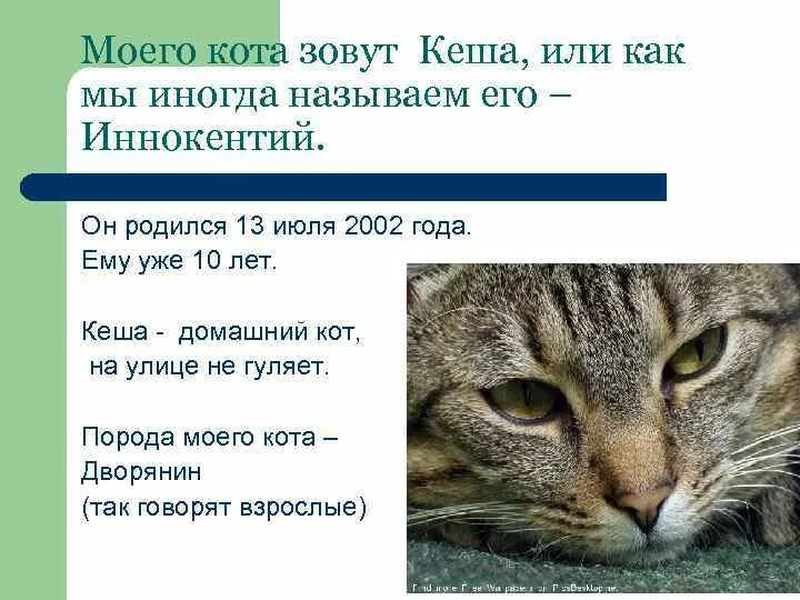 Включи кота называется. Кот зовет. Моего кота зовут. Как зовут кота. Имена для котов.