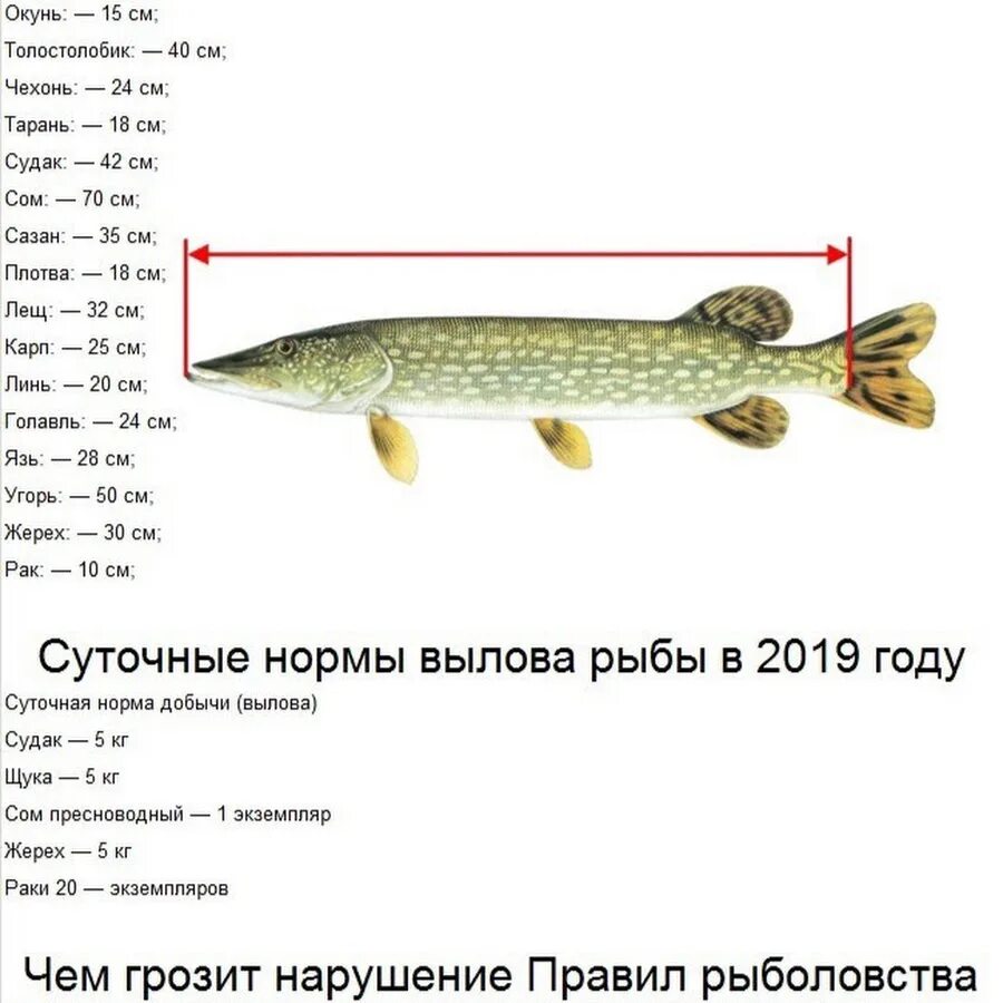 Таблица размеров допустимый пойманной рыбы. Минимальный размер щуки разрешенный. Допустимый размер щуки. Минимально допустимый размер щуки. Со скольки лет можно рыбу