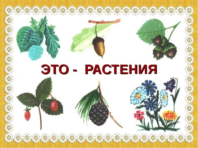Выбери обобщающие понятия для всех приведенных
