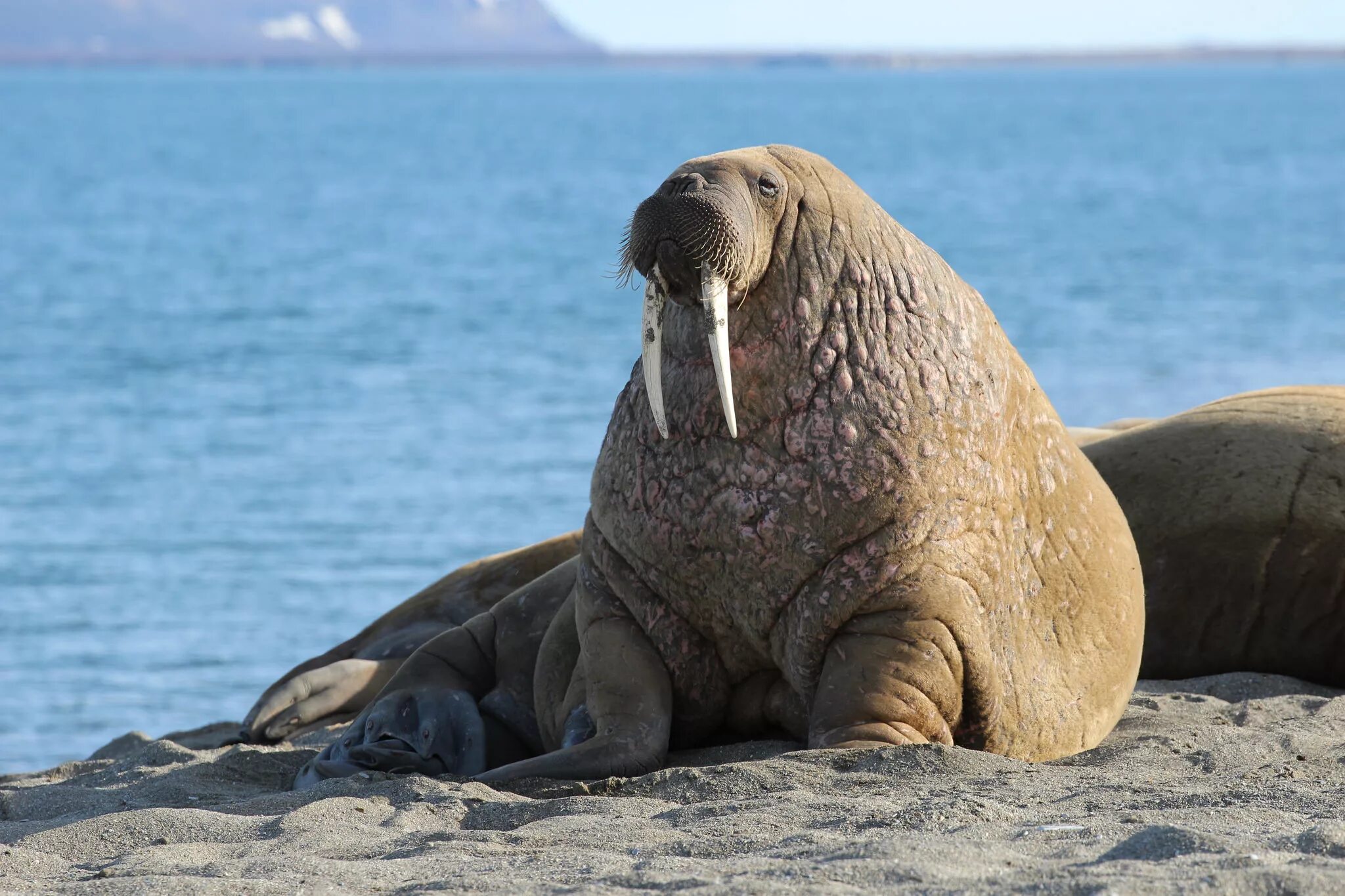 Морж Лаптевский подвид. Тихоокеанский морж (Odobenus rosmarus divergens). Морж (Odobenus rosmarus). Атлантический морж Odobenus rosmarus rosmarus.