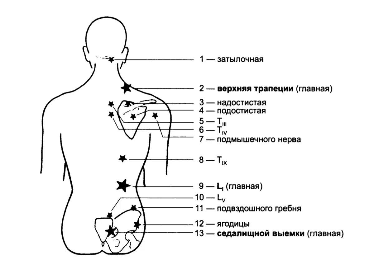 Лечебные точки Кнапа. Нейролимфатическая рефлекторная терапия. Рефлекторные точки Чепмена. Нейроваскулярные точки.