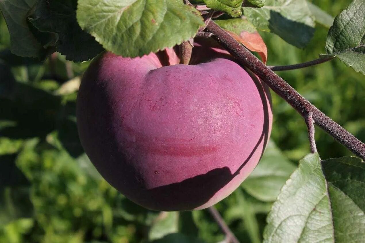 Яблоня вэм яркий. Яблоня розовый налив. Яблоня сорт брянское розовое. Сорт яблони розовый. Яблоня пинк спаерс.