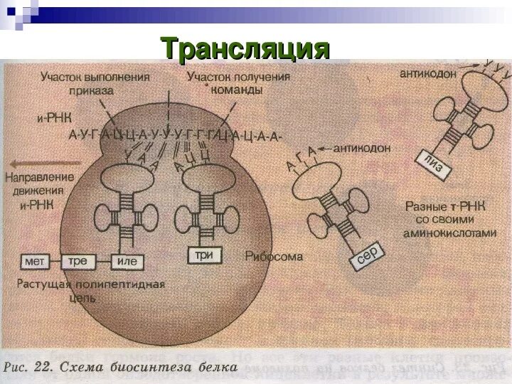 Биосинтез белка биология 10. Схема синтеза белка в рибосоме трансляция. 10 Класс биология Синтез белков. Белки, Биосинтез белка биология 10 класс.