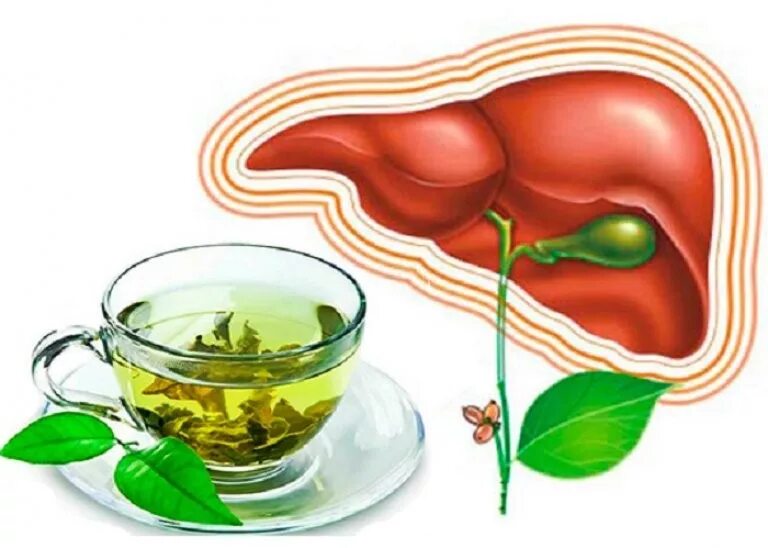 Сбор трав отткамней в желчном. Травяные сборы при заболевании печени. Лечение желчного пузыря травами. Успокаивающий сбор травы кавказа 10. Желчегонное средство трава.