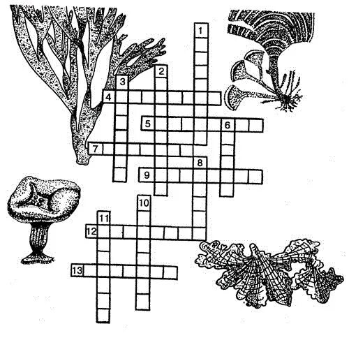 Кроссворд по биологии 5 класс на тему водоросли. Кроссворд водоросли 6 класс биология. Биология 5 класс кроссворд на тему водоросли. Кроссворд водоросли 5 класс биология.