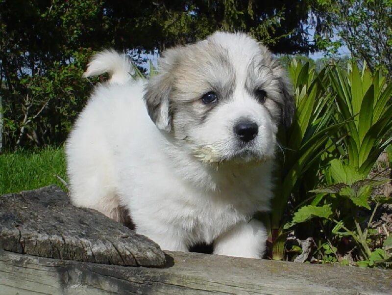 Пиренейская Горная овчарка. Great Pyrenees щенок. Пиренейская овчарка щенок. Пиренейская овчарка мраморная. Пиренейская собака купить