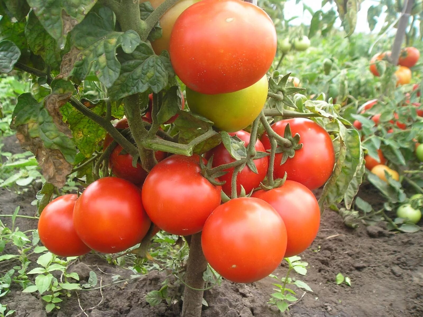 Семена томатов без пасынкования. Помидор черри Марс f1. Томат Женечка. Томат Иришка. Томаты Витязь f1.