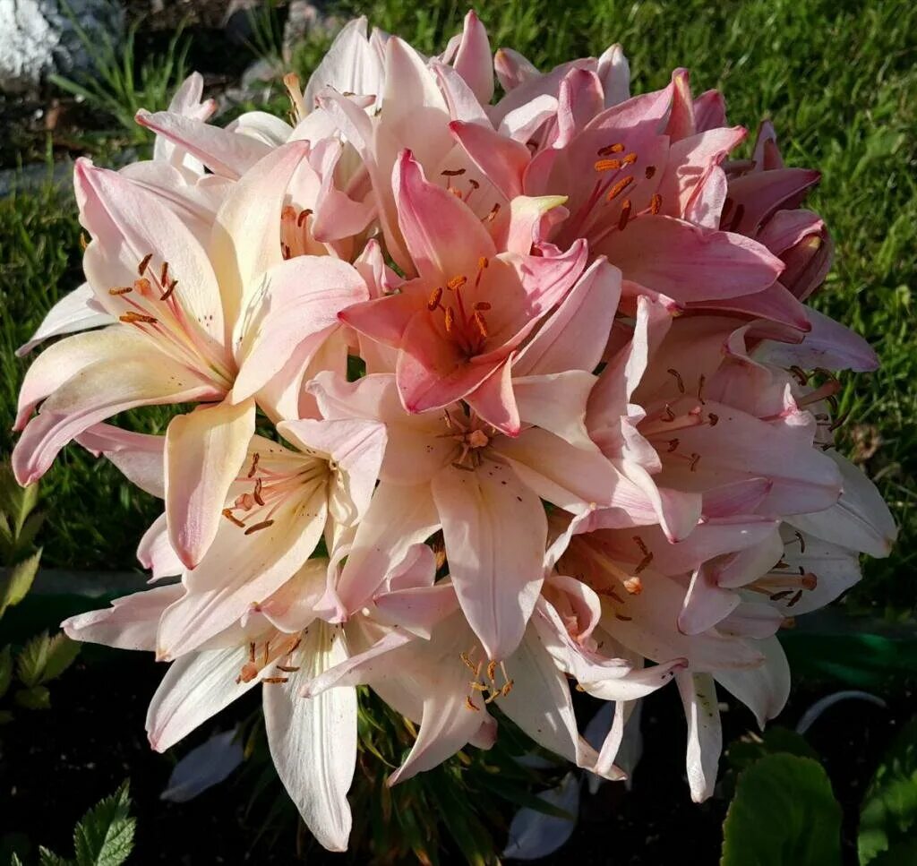 Forever susan лилия. Какой сорт лилии. Лилия садовая сорта. Какой сорт лилии. Лилия excelsior.