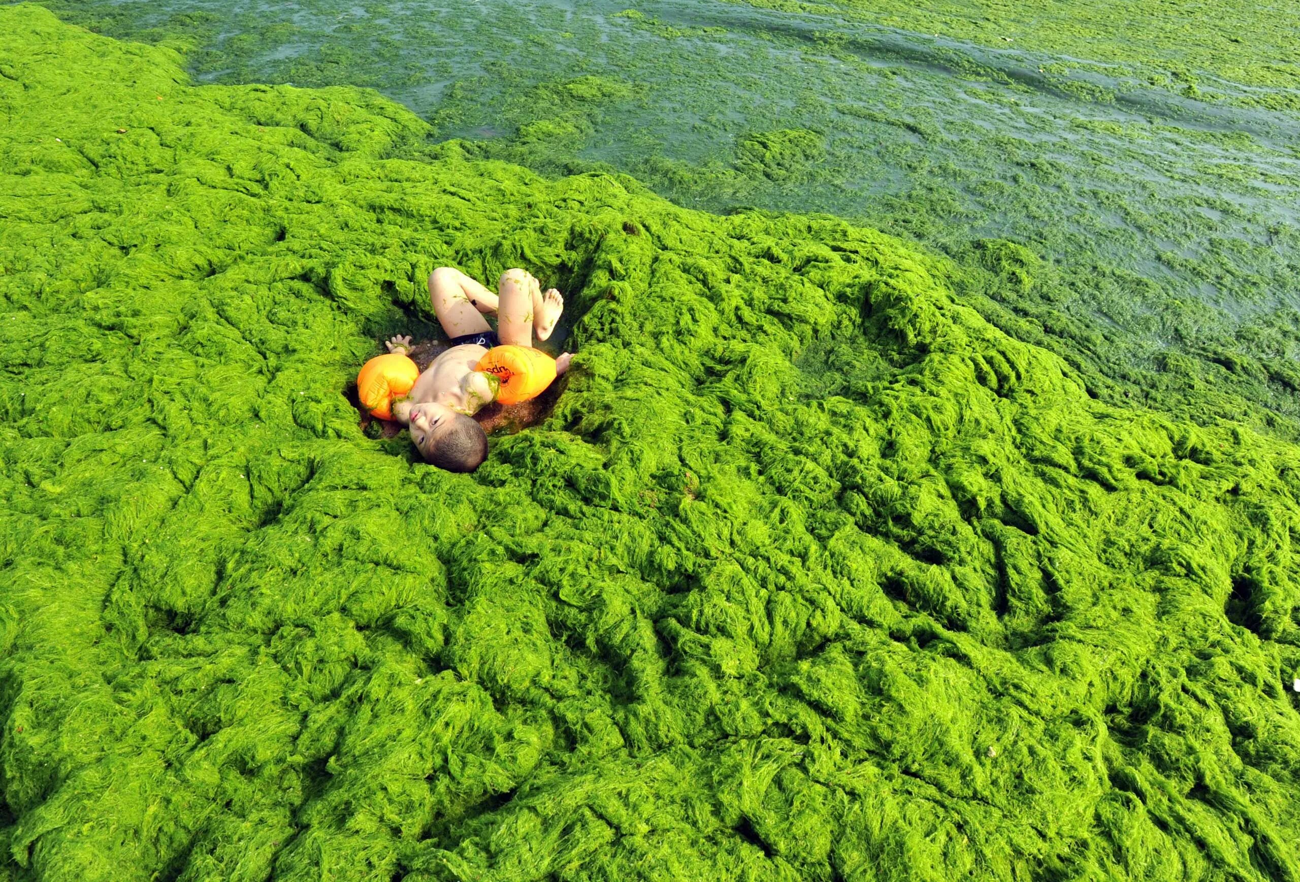 Эвтрофикация Балтийского моря. Токсичные водоросли. Ядовитые водоросли. Тиной называют