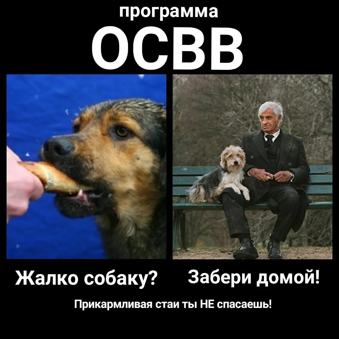 Ненавижу собак