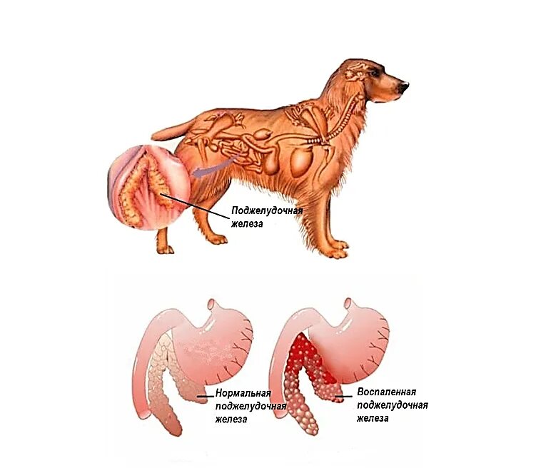 Поджелудочная железа животных. Поджелудочная железа собаки. Поджелудочная железасобпки. Увеличенная печень у собаки