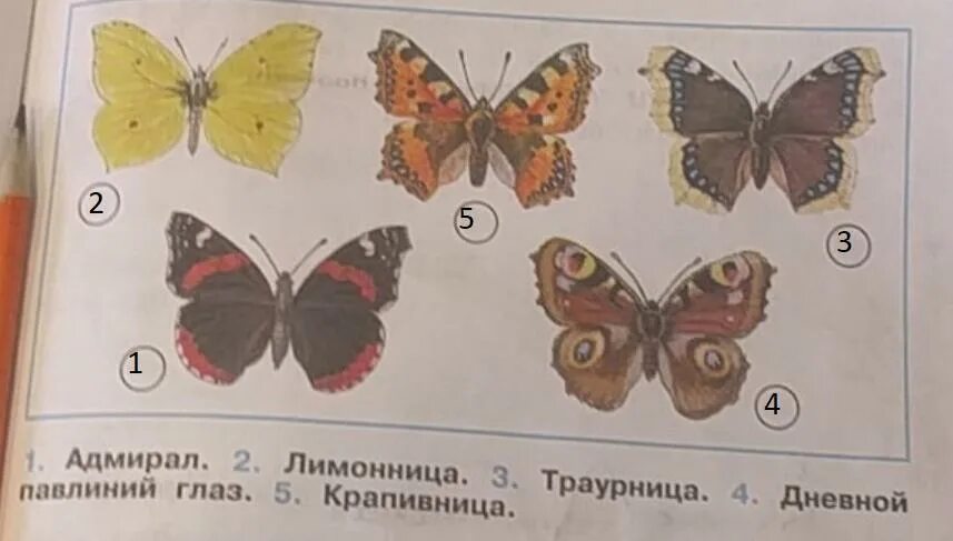 Окружающий мир 2 класс рабочая тетрадь бабочки. Крапивница лимонница Адмирал траурница. Бабочки Адмирал лимонница траурница павлиний глаз крапивница. Бабочка лимонница атлас определитель. Атлас определитель бабочка Адмирал , лимонница, крапивница.