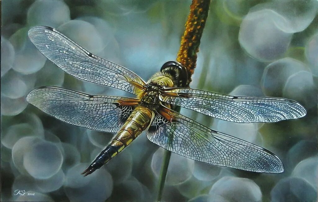 тропические стрекозы. коллекции бабочек и стрекоз. стрекоза североморск. Orthetrum cancellatum стрекоза. стрекоза североморск.