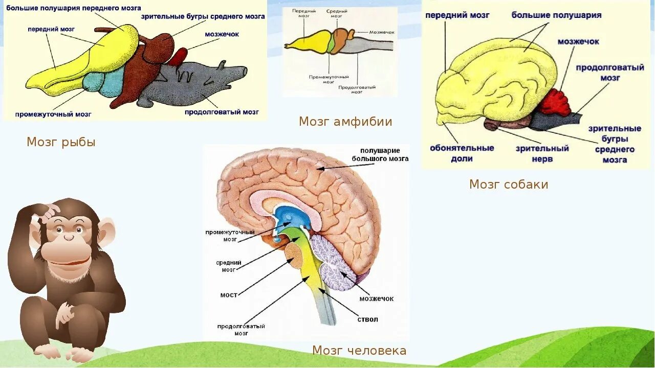 Какой мозг у приматов. Схема строения головного мозга животных. Строение отделов головного мозга млекопитающих. Схема строения головного мозга млекопитающих. Отделы головного мозга млекопитающих схема.