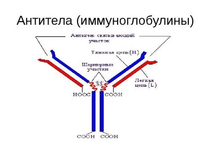 Ат иммуноглобулин