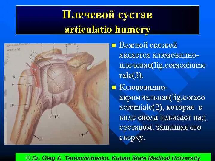 Связки суставов латынь. Связки плечевого сустава glenohumerale. суставная капсула плечевого сустава. плечевой сустав капсула сустава. капсула плечевого сустава анатомия.