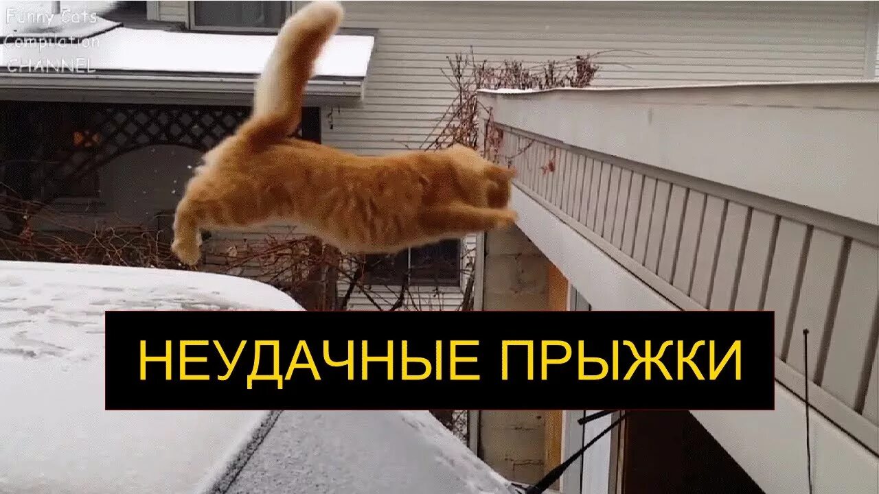 Неудачи кошек. Кот застрял. Неудачи кошек. Приколы про кошек. Жизнь боль кот.