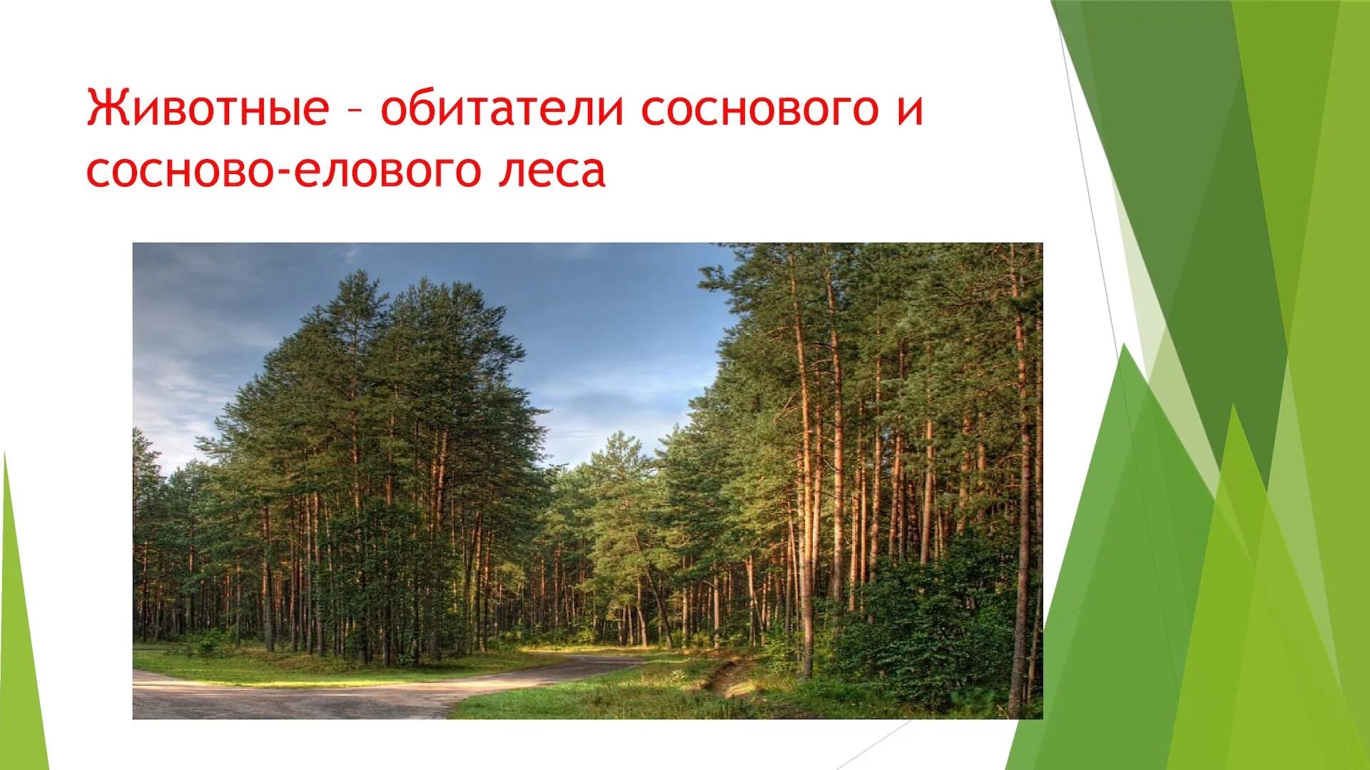 Обитатели соснового леса. Растения и животные соснового леса. Растения и животные в ельнике. Обитатели елового леса. Какие растения характерны для елового леса