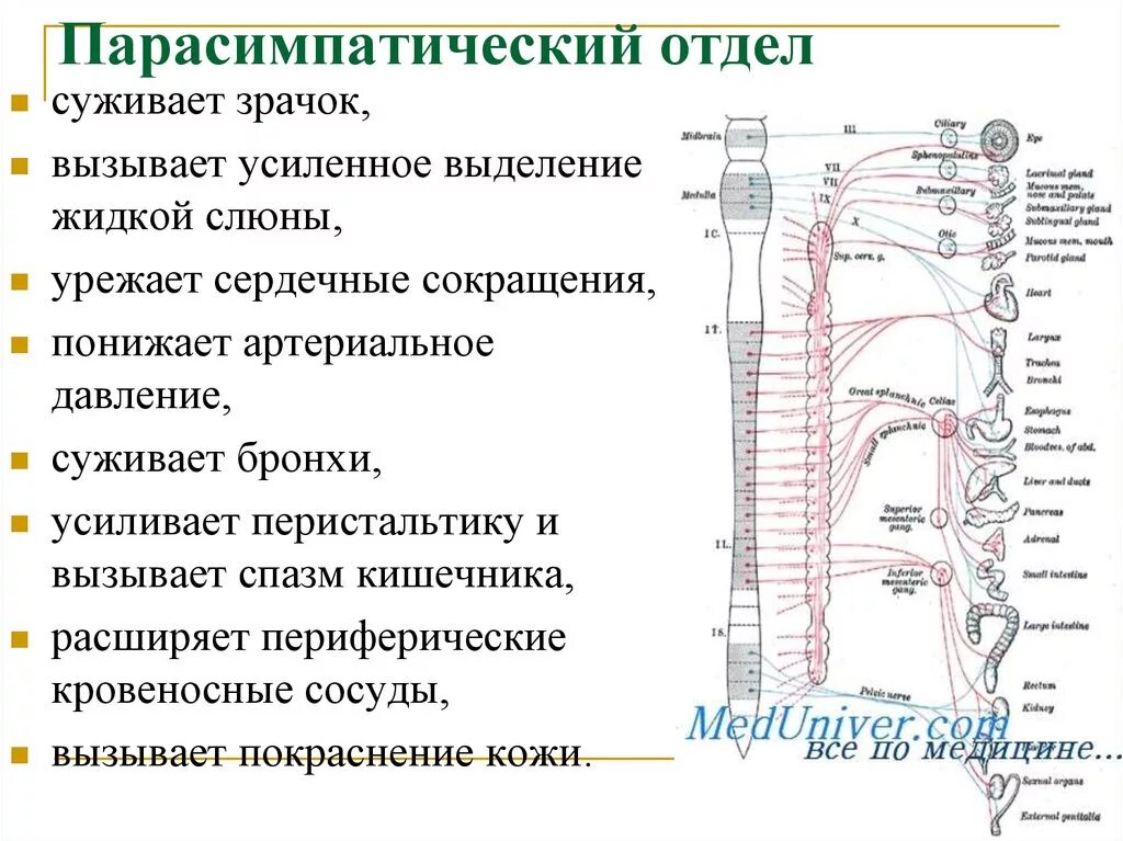 Парасимпатическая система и симпатическая система. Парасимпатический отдел автономной нервной системы функции. Парасимпатический отдел вегетативной системы. Парасимпатический отдел ВНС функции. Сужение сосудов нервная система