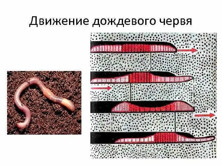 Дождевой червь имеет. Кольцевые мышцы кольчатые черви. щетинки дождевого червя. кольчатые черви дождевой червь. схема движения дождевого червя в почве.