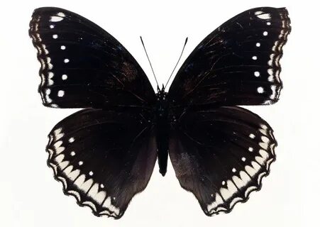 Papillons noirs