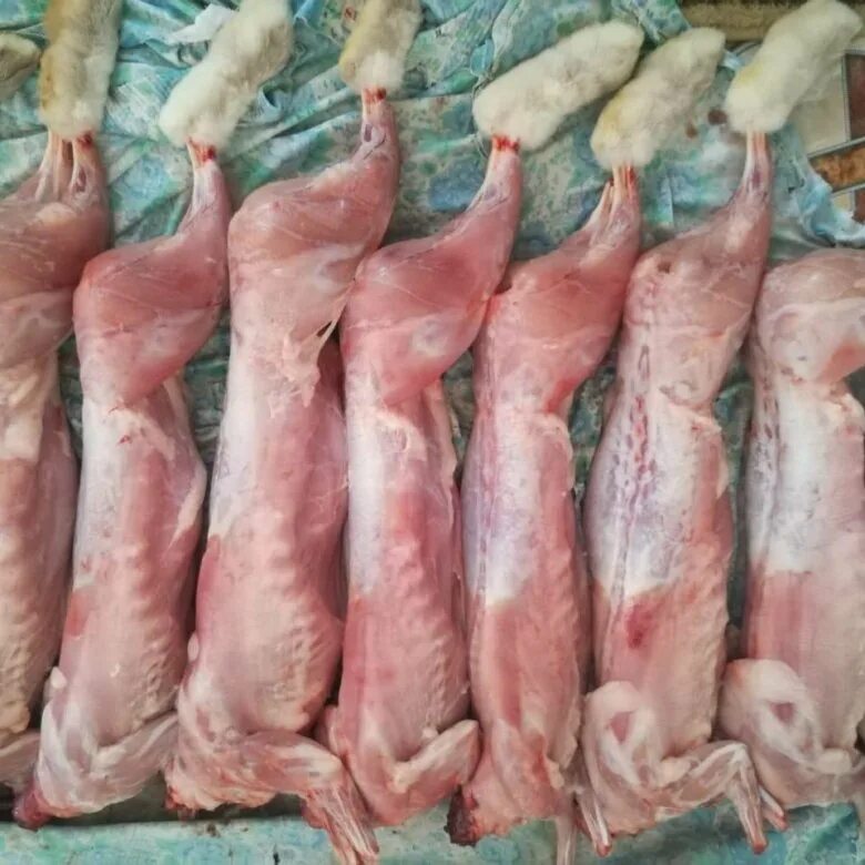 тушка кролика освежеван. рынок мясо кролика. рынок мясо кролика. мясо кролика польза и вред. тушка кролика охлажденная.