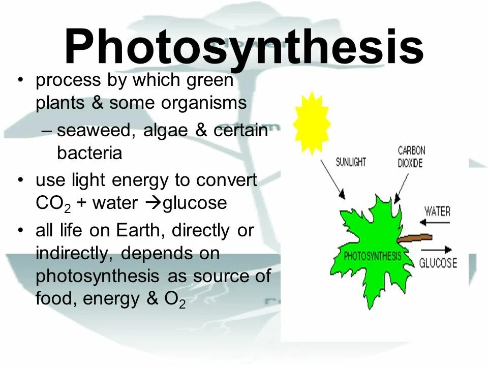 Алоэ фотосинтез. Photosynthesis. Photosynthesis process. Фотосинтез на английском. Photosynthesis Light.