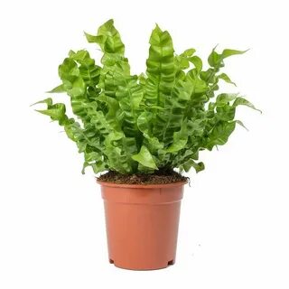 Plant wave