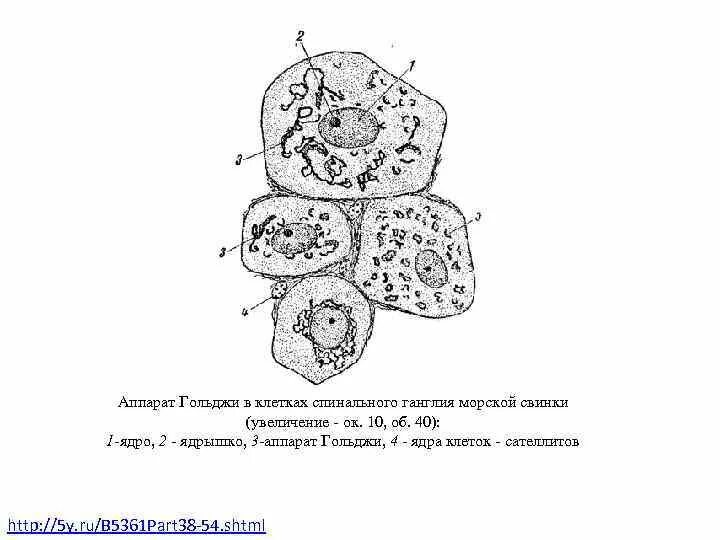 Клетки спинномозгового узла. Аппарат Гольджи в клетках спинального ганглия препарат. Комплекс Гольджи в клетках спинального ганглия импрегнация серебром. Комплекс Гольджи в нервных клетках спинномозгового узла. Комплекс Гольджи нервные клетки спинномозгового узла гистология.