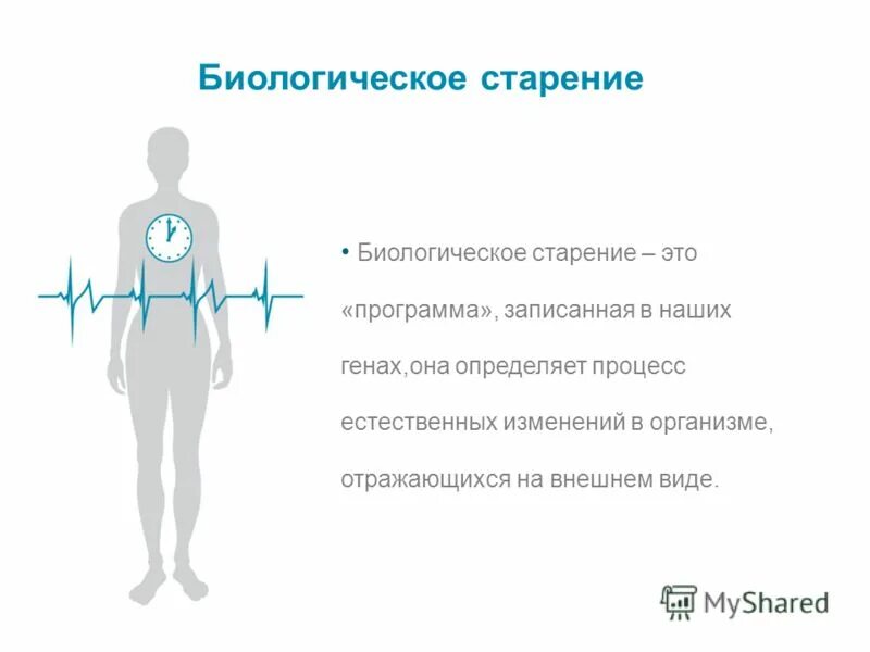 Биологическое старение. Процесс биологического старения. Старение это в биологии. Процесс старения человека.