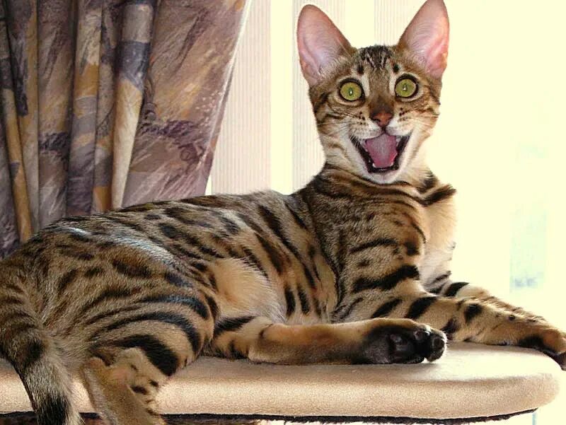 Бенгальская порода характер. Бенгал кошка. Бенгальская кошка породы кошек. Бенгальская кошка большая. Бенгальские кошки 9кг.