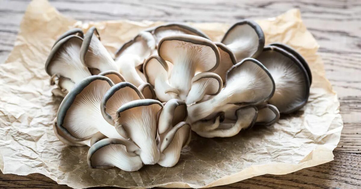 Вешенка рожковидная Pleurotus cornucopiae. Вешенка лимонношляпковая. Вешенка лимонная. Вёшенка обыкновенная съедобные. Вешенка часов