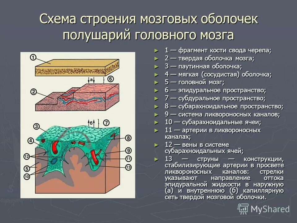 Какие оболочки мозга. Оболочки головного мозга твердая паутинная и мягкая. Твердая мозговая оболочка головного мозга схема. Функции паутинной оболочки головного мозга. Твёрдая оболочка головного мозга субдуральное пространство.