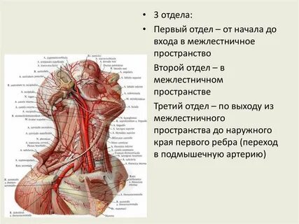 Границы межлестничного промежутка