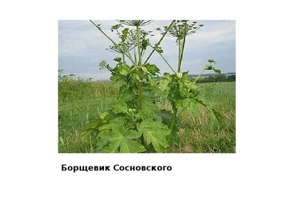 Как отличить борщевик сосновского от борщевика сибирского