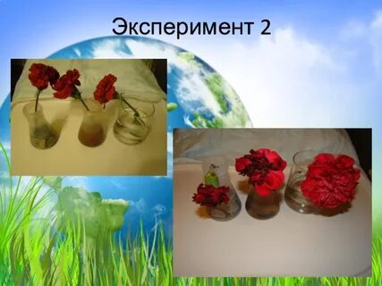 Эксперименты с растениями