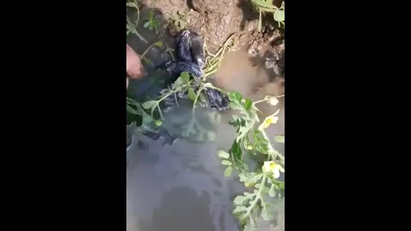 Крысиный король эстония 2005. Крысиный король найден живым в 2021 году. Крысиный король найден живым в 2021 году. Алибулат ставрополь крысиный король. Крысиный король найден живым в 2021 году.