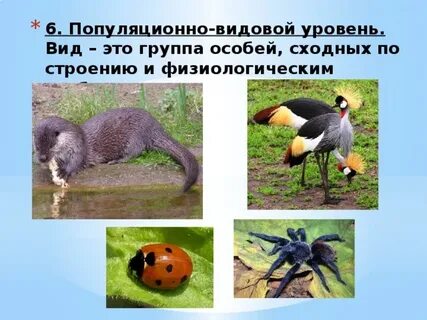 Это группа особей сходных по строению