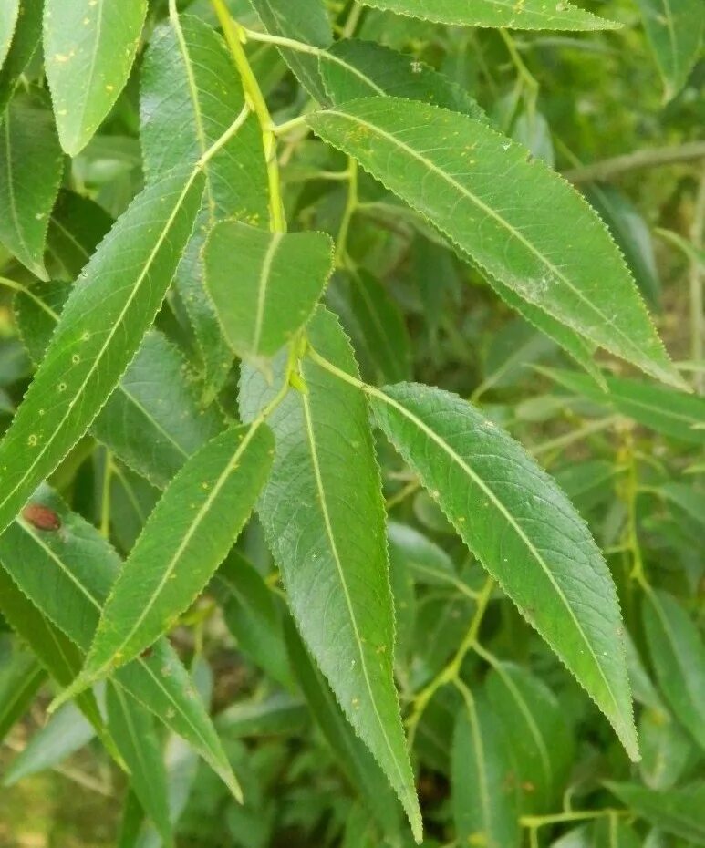 Salix euxina. Ива Salix euxina. Ива ломкая листья. Ива ломкая ветка. Форма листа ивы