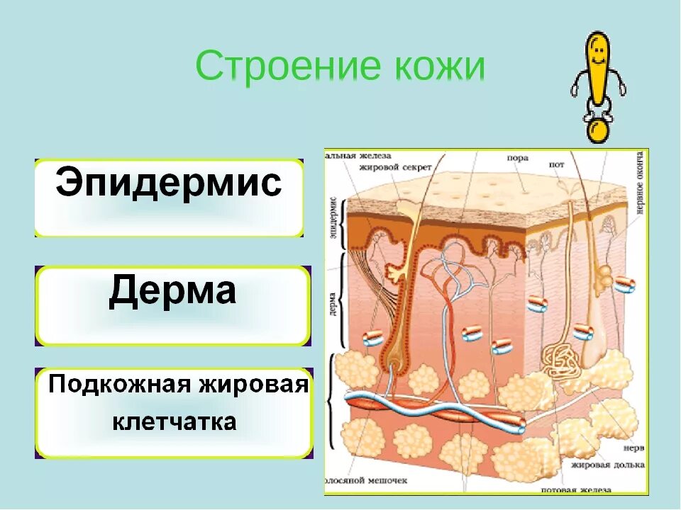 Функции кожи 9 класс биология. Строение кожи 4 слоя. Кожа человека. Строение кожи человека схема. Структура кожи схема.