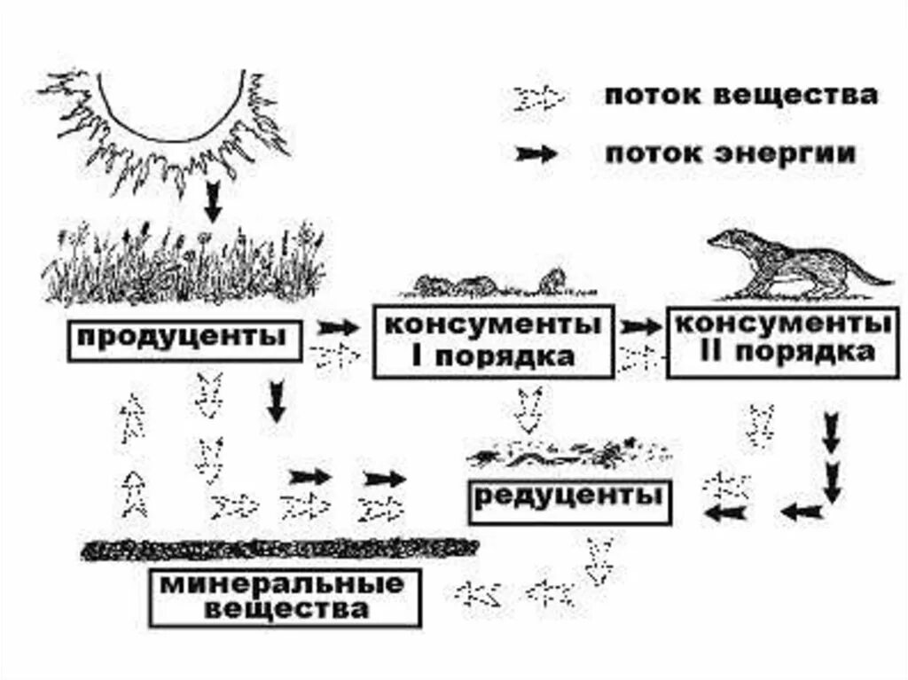 Цепь питания продуценты консументы редуценты. Цепь питания редуценты продуценты. Пищевая цепь продуценты консументы редуценты схема. Схема цепи питания консументы.