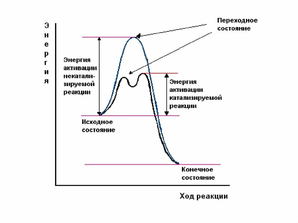 Реакции активации ферментов. Влияние ферментов на энергию активации реакции. Энергия активации ферментов график. График энергии активации ферментативной. Энергия активации ферментативной реакции.