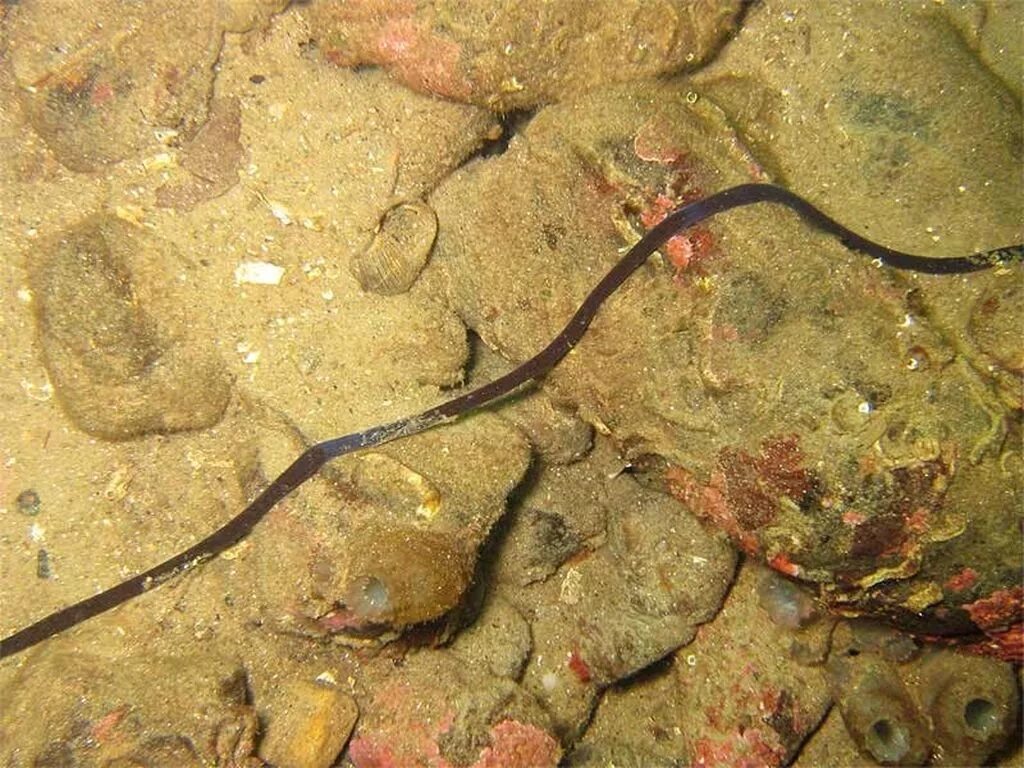 Самой большой червь. Линеус лонгиссимус червь. Ленточный червь линеус лонгизимус.