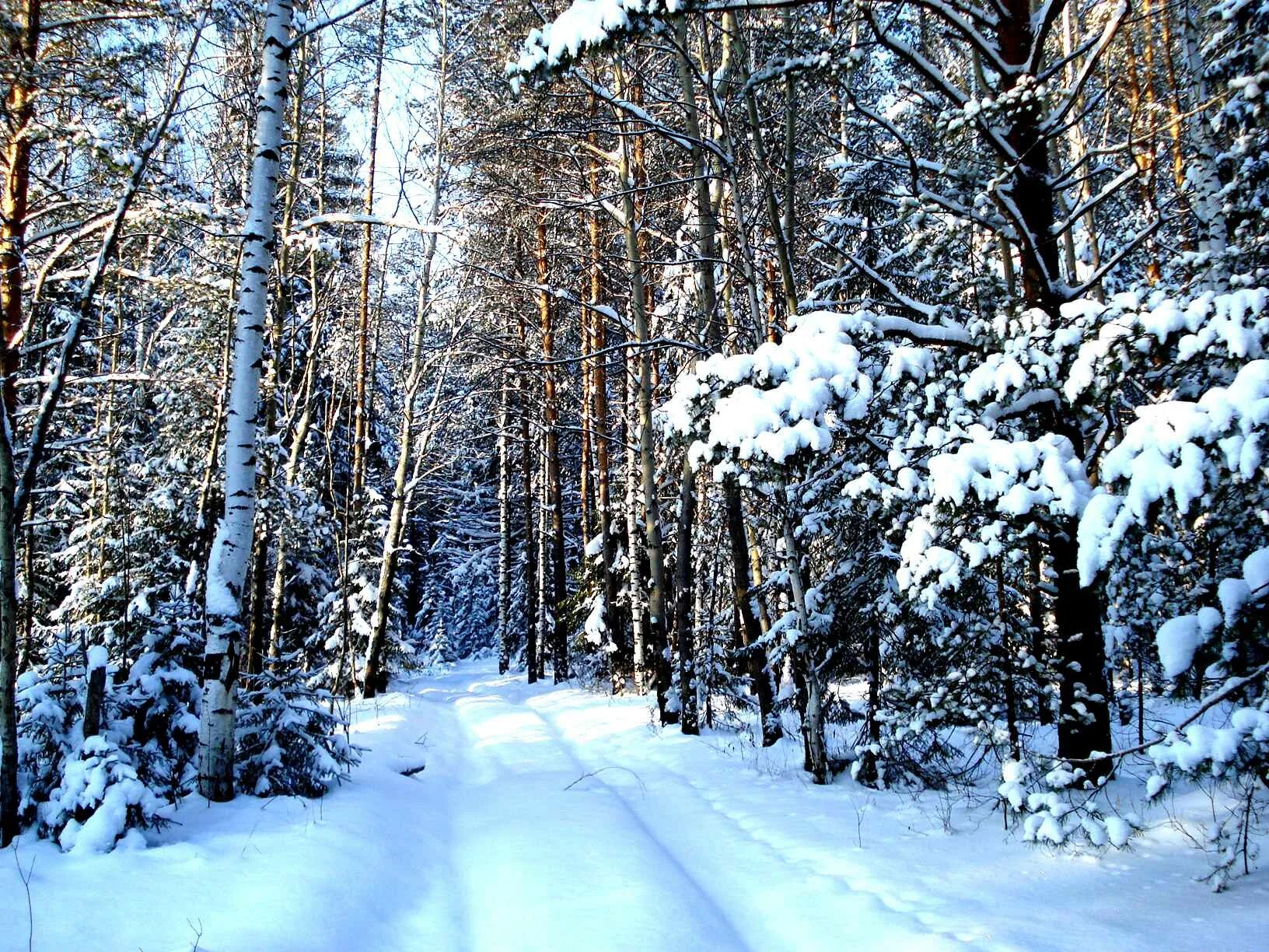 В лесу зимой можно. Пикник зимой в лесу. Пикник на природе зимой в лесу. Фотографии щита зимой в лесу.