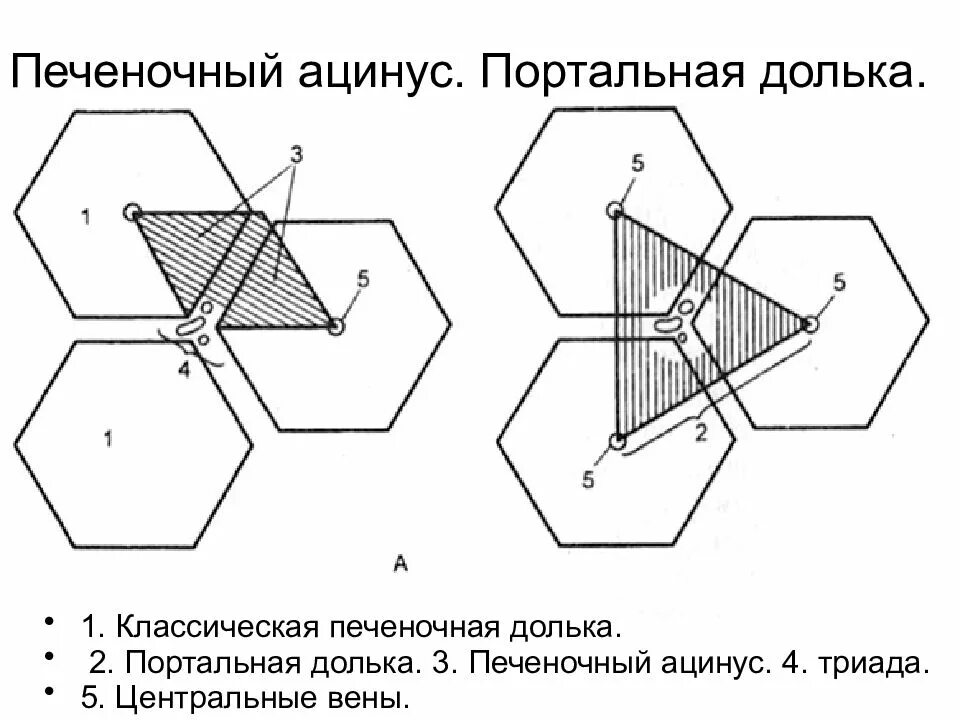 Портальный ацинус. Строение дольки ацинус печени. Строение дольки ацинус печени. Ацинус печени строение. Портальная долька и ацинус печени.