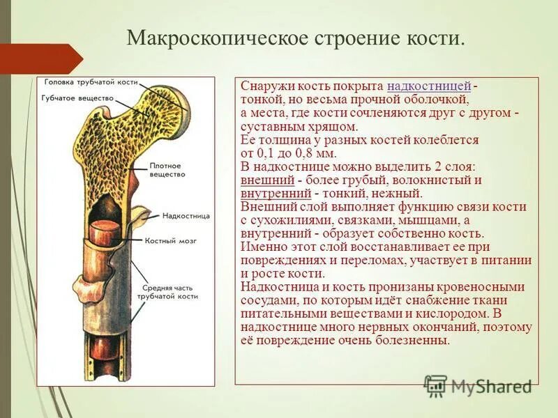 Питание кости обеспечивает. Строение трубчатой кости биология. Строение и состав трубчатой кости. Состав и строение кости 8 класс биология. Строение кости надкостница.