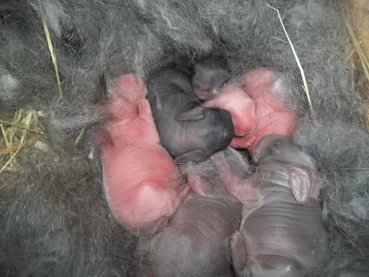 Через сколько рожают кролики. Новорожденные кролики великана. Новорождённые крольчата.