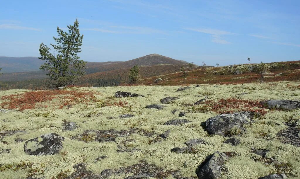 Тундра е. Тундра мурманск. Тундра е. Мурманский тундровый заказник флора. Флора полярного урала.