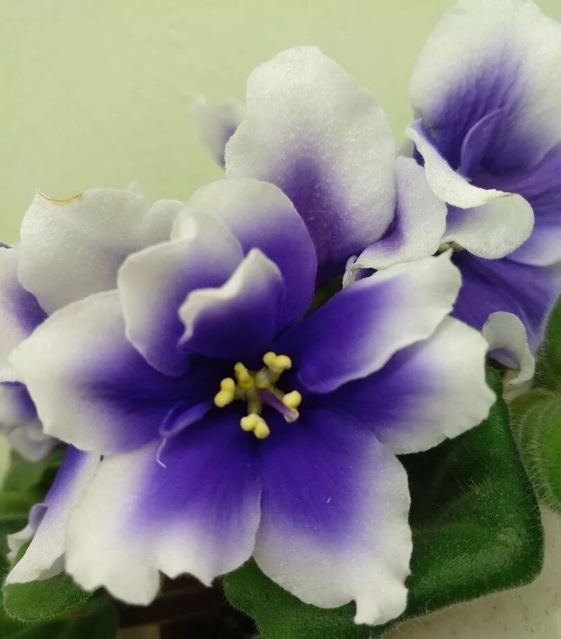 Фиалка humako. Сенполия хумако. Сорт фиалки humako inches. Фиалка humako inches. Фиалка хумако инчес.
