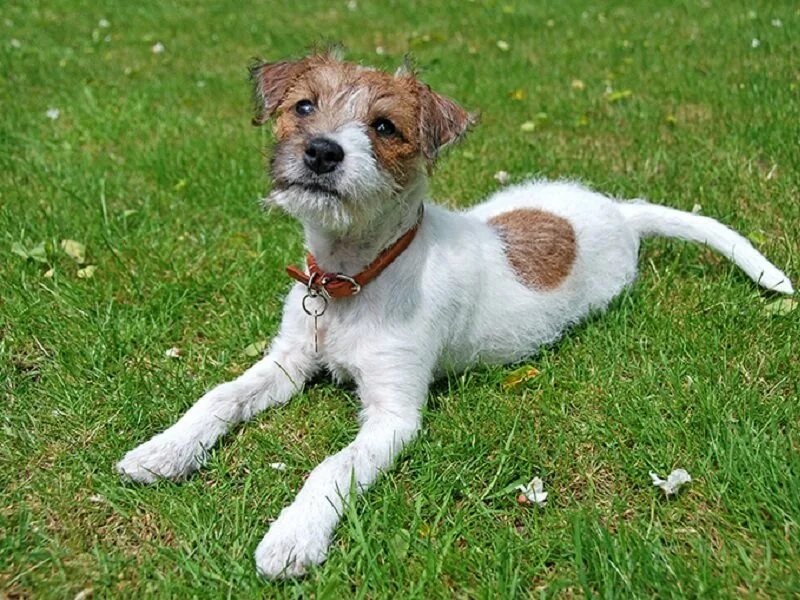 джек-рассел-терьер коротколапый. джек парсон терьер гладкошерстный. джек парсон терьер. порода собак похожа на рассел терьера. дженкрасл терьер.